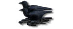    6. Nra Fud Crows () CR
