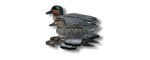     6 . Nra Fud Green Wing Teal () GWT